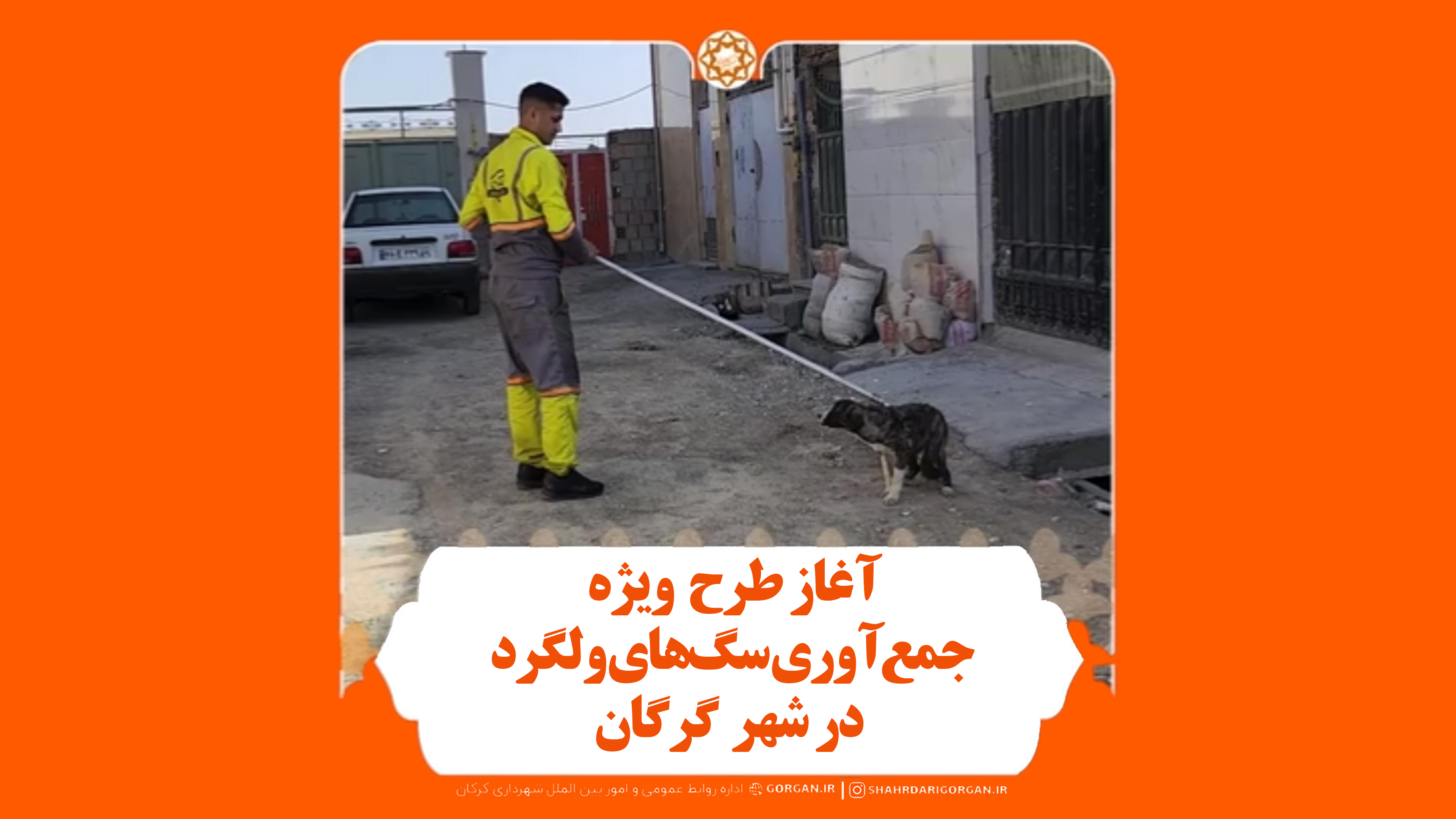 آغاز طرح ضربتی جمع‌آوری سگ‌های بلاصاحب در گرگان