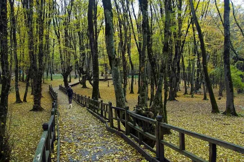 برگزاری مسابقه عکاسی «برگ ‌ریزان گرگان»