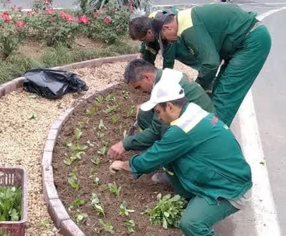 نیم‌میلیون نشا در کمتر از یک ماه کاشته شد